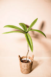 Barringtonia sp.